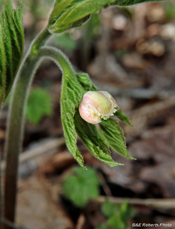 Goldenseal_bud