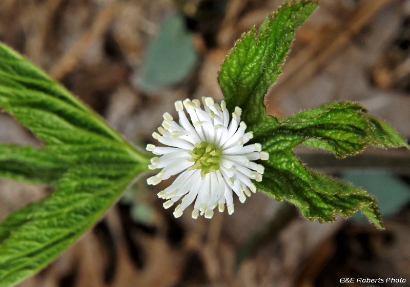 Goldenseal_flower