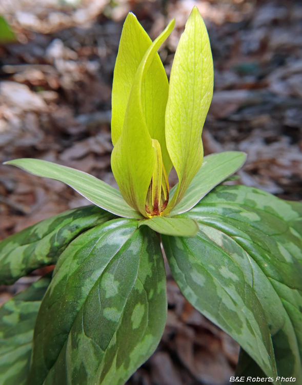 Yellow_Trillium