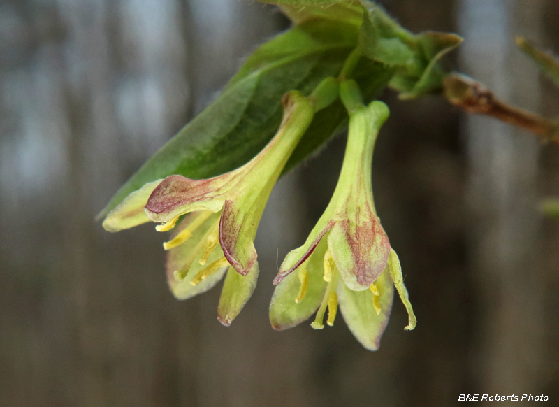 Lonicera_canadensis