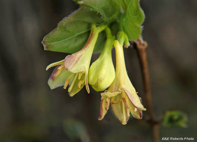 Lonicera_canadensis