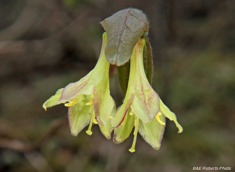 Lonicera_canadensis