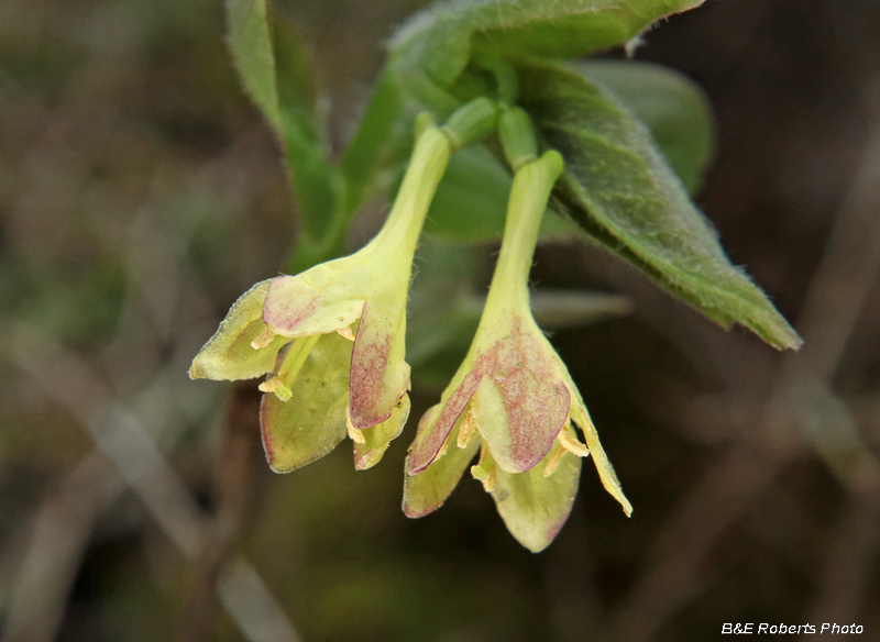 Lonicera_canadensis