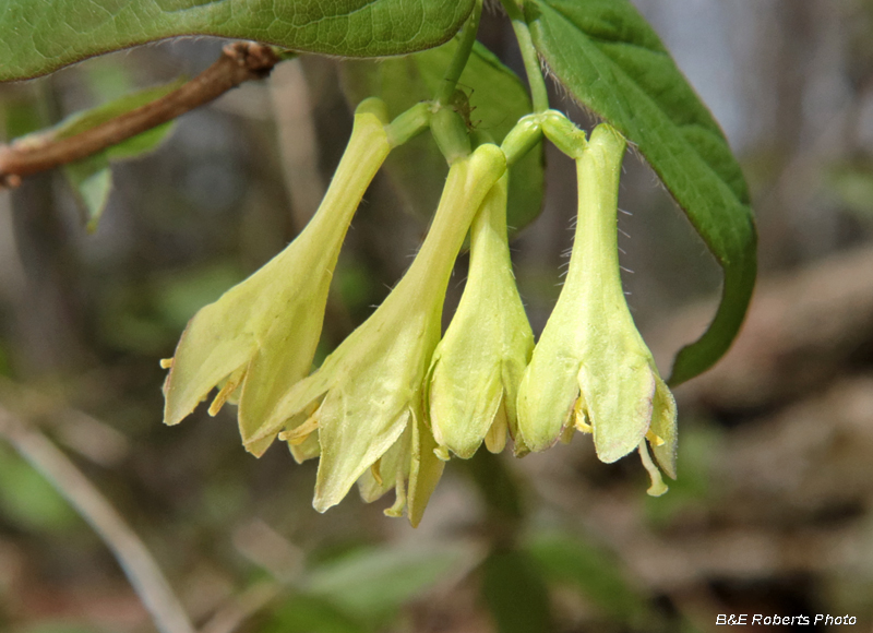 Lonicera_canadensis