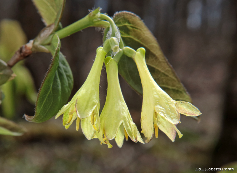 Lonicera_canadensis