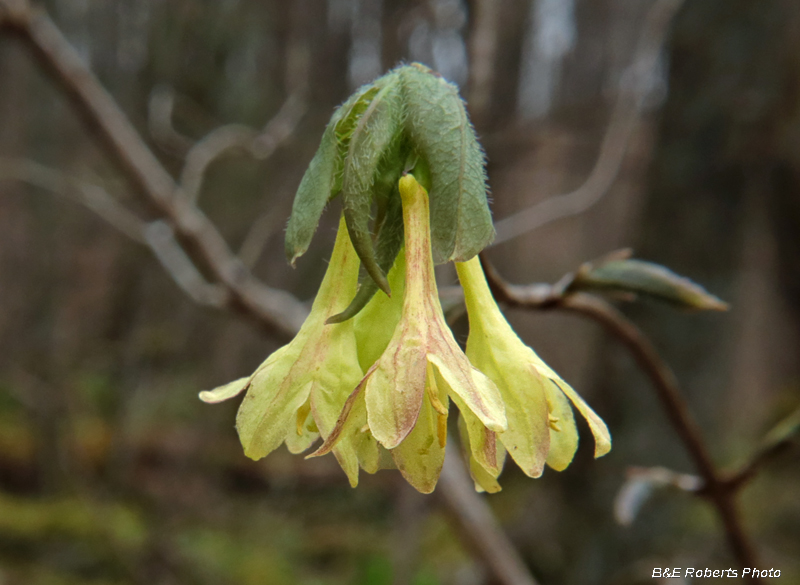 Lonicera_canadensis