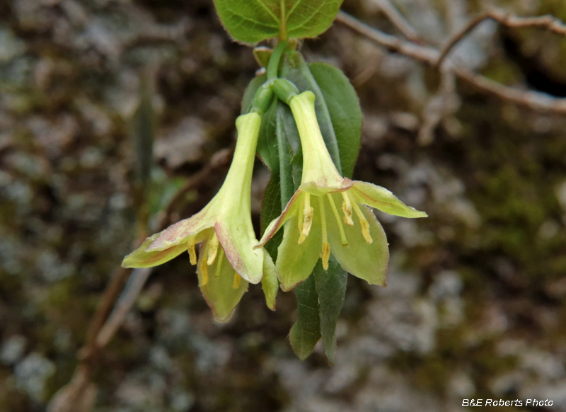 Lonicera_canadensis