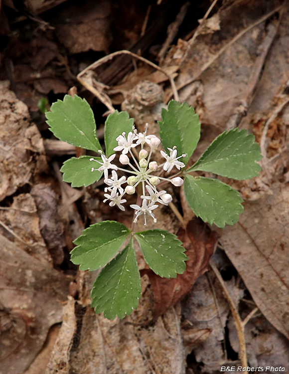 Dwarf_Ginseng