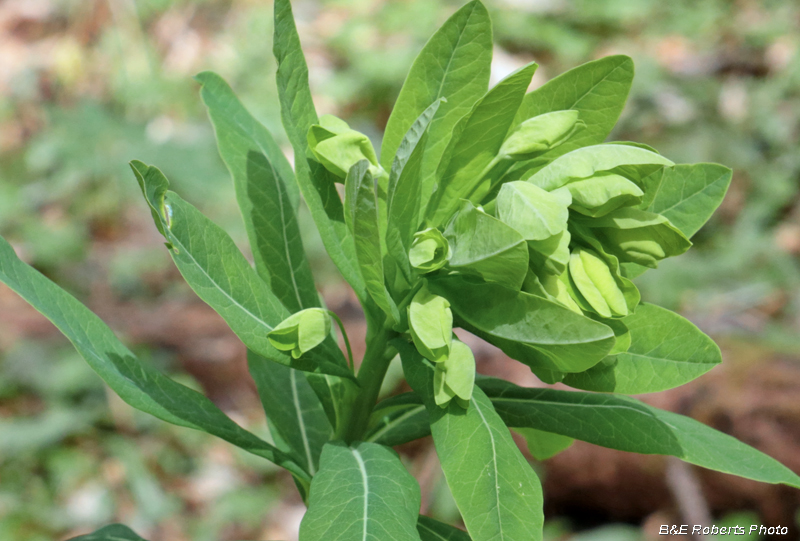 Euphorbia