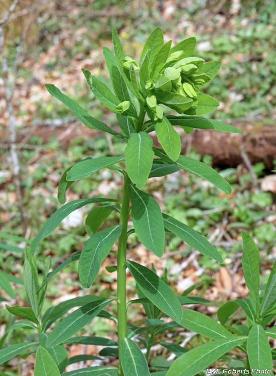 Euphorbia