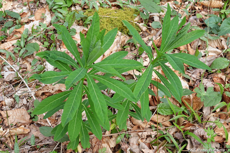 Euphorbia