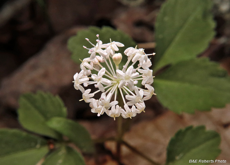 Dwarf_Ginseng_flower