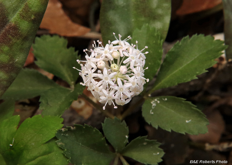 Dwarf_Ginseng_flower