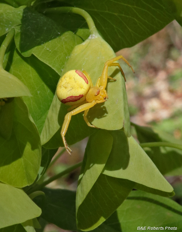 Crab_spider