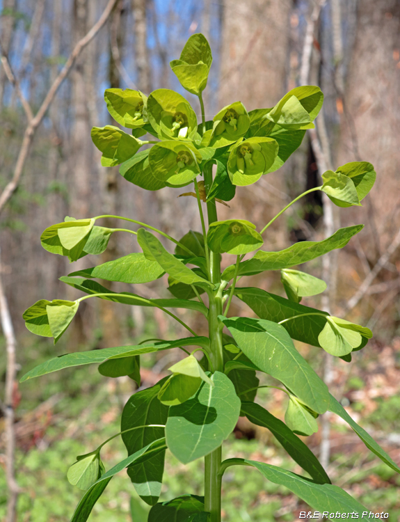 Euphorbia_purpurea