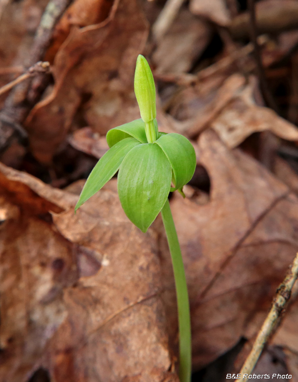 Isotria_medeoloides_in_bud