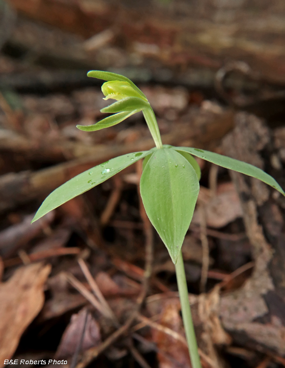 Isotria_medeoloides