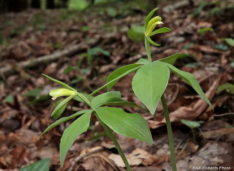 Isotria_medeoloides