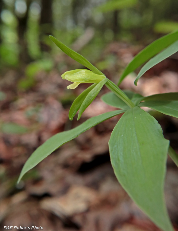 Isotria_medeoloides