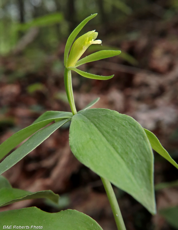 Isotria_medeoloides