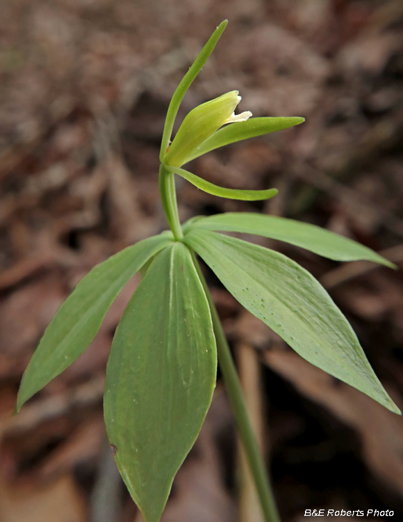 Isotria_medeoloides