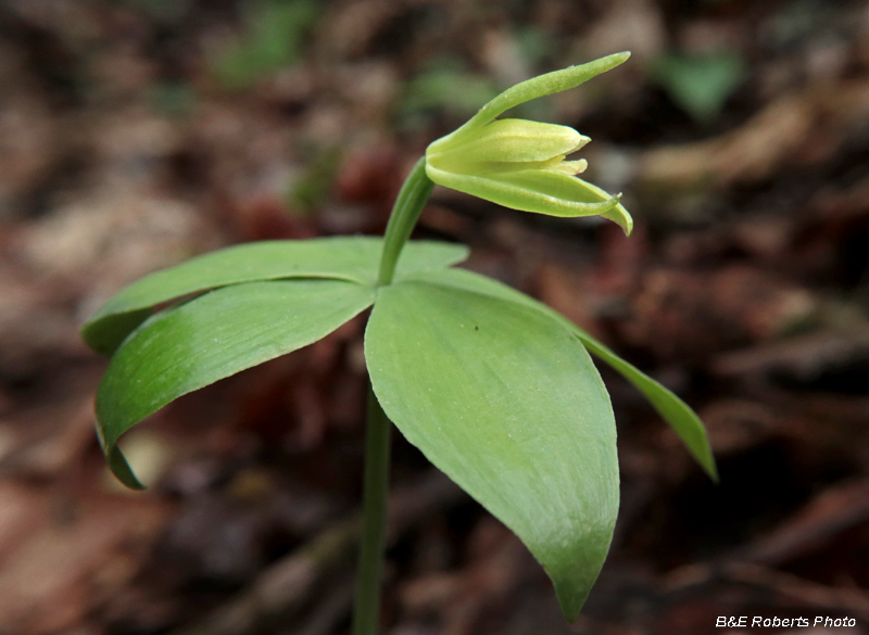 Isotria_medeoloides