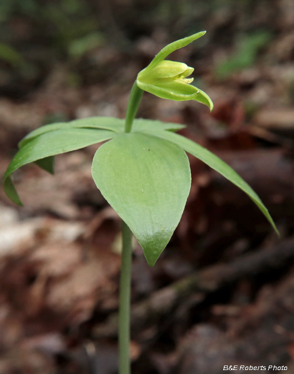 Isotria_medeoloides