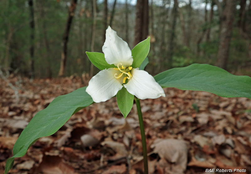 Trillium_persistens