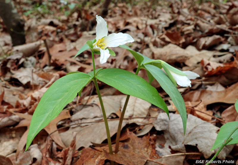 Trillium_persistens