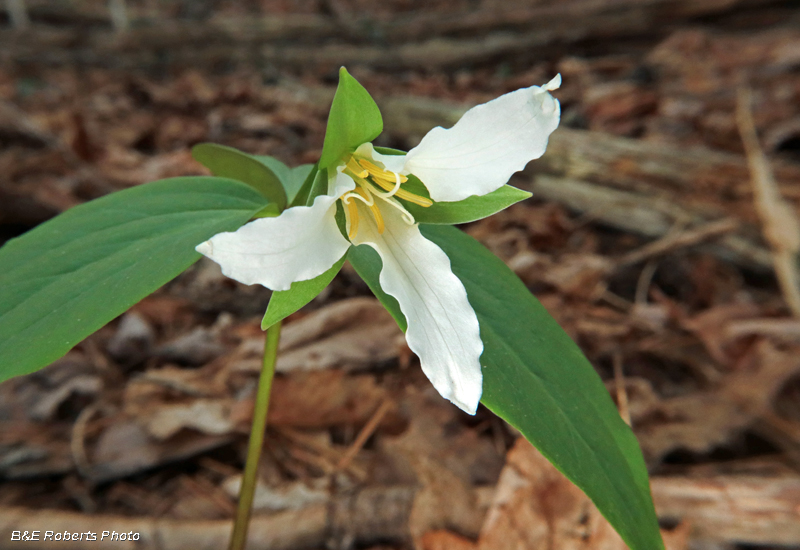 Trillium_persistens