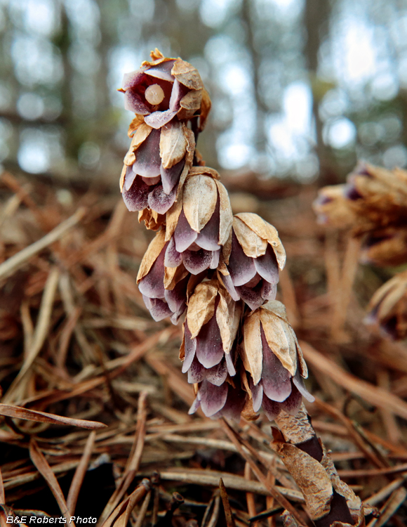 Monotropsis_odorata