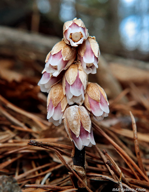 Monotropsis_odorata