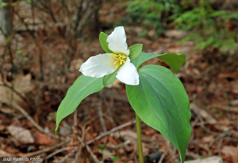 Trillium_persistens