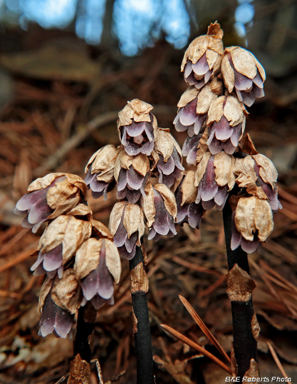 Monotropsis_odorata