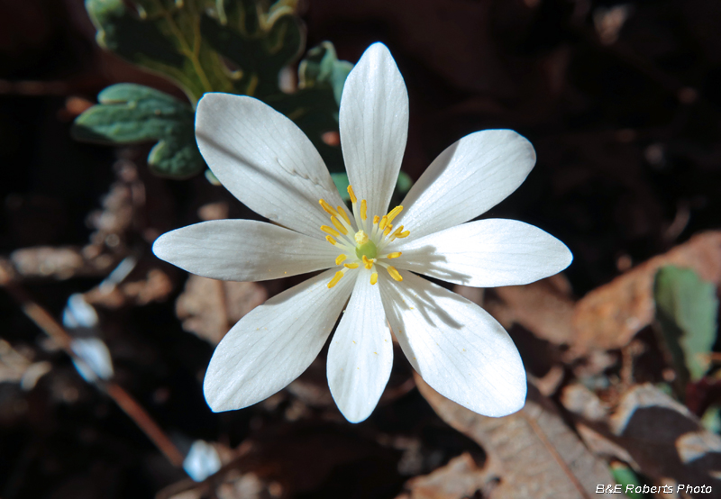 Bloodroot