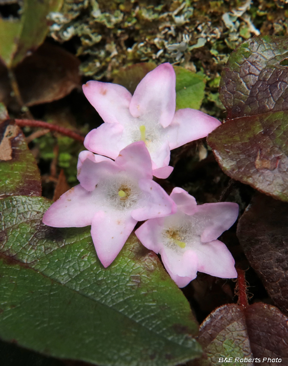 Trailing_Arbutus