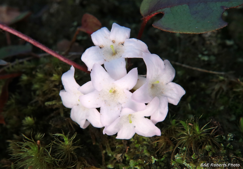 Trailing_Arbutus