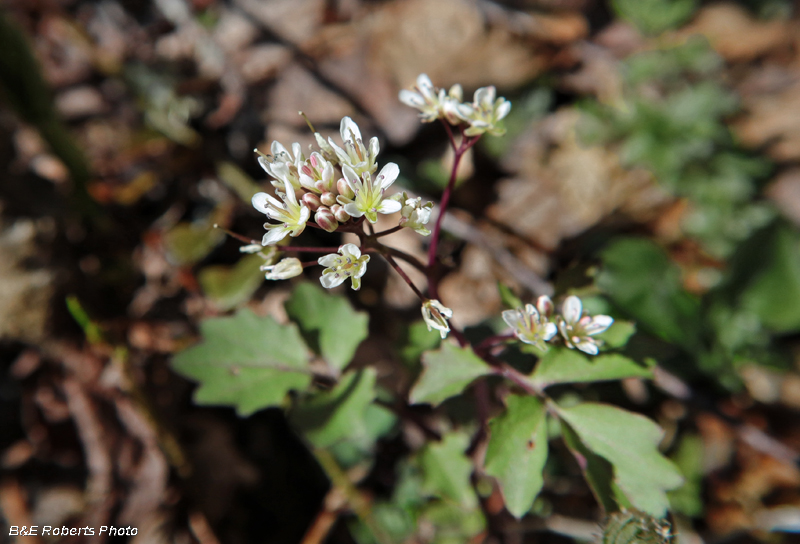 Cardamine