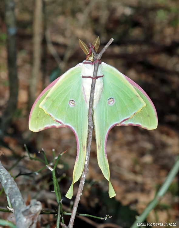 Luna_moth