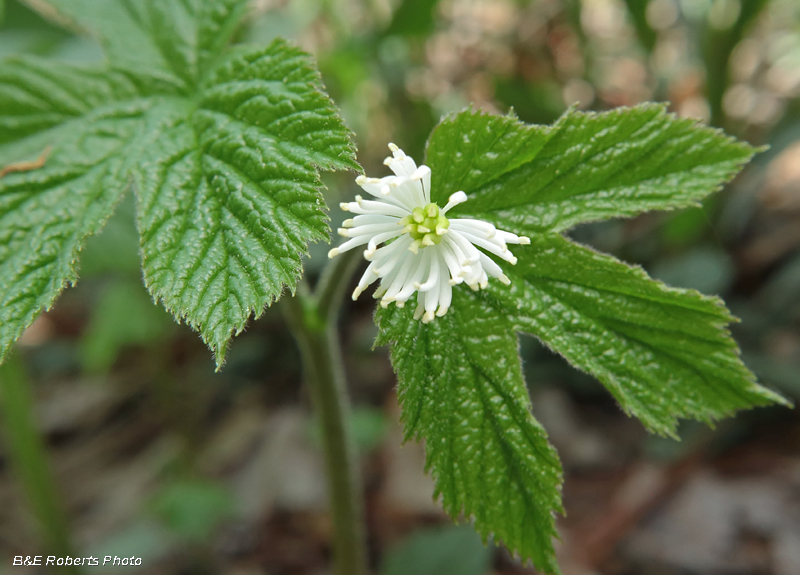 Goldenseal