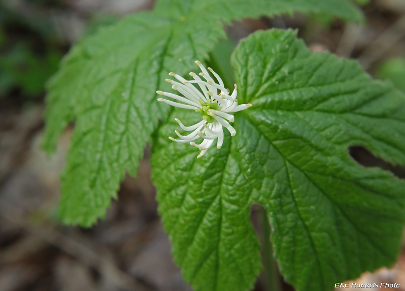 Goldenseal