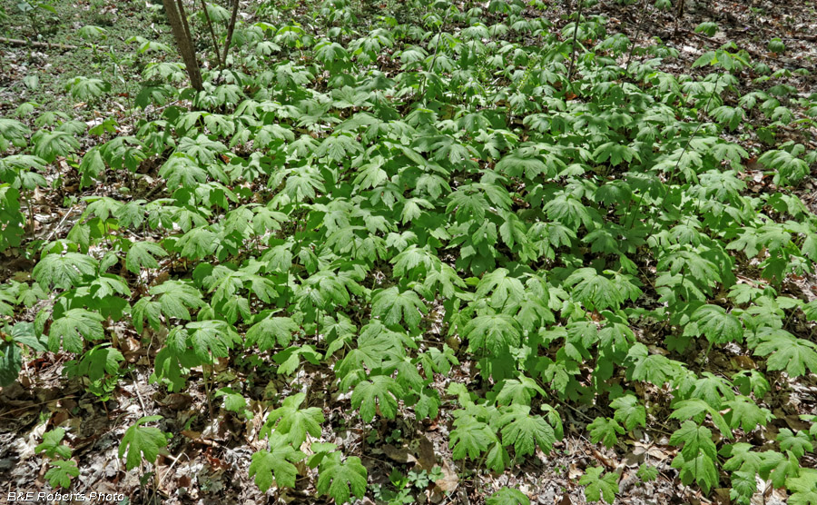 Goldenseal