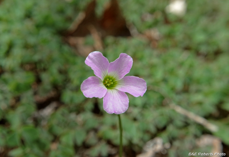 Oxalis