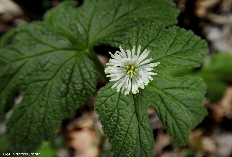 Goldenseal