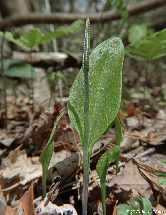 Ophioglossum