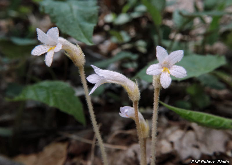 Orobanche