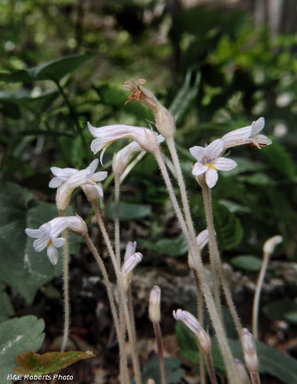 Orobanche