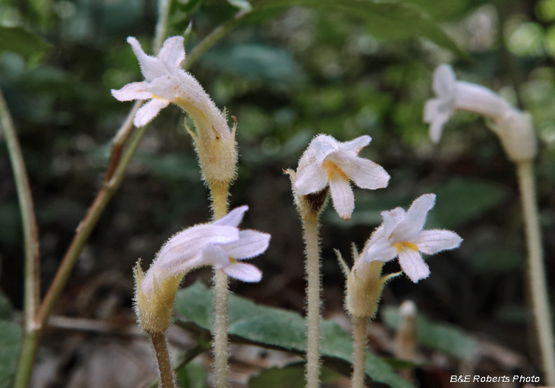 Orobanche