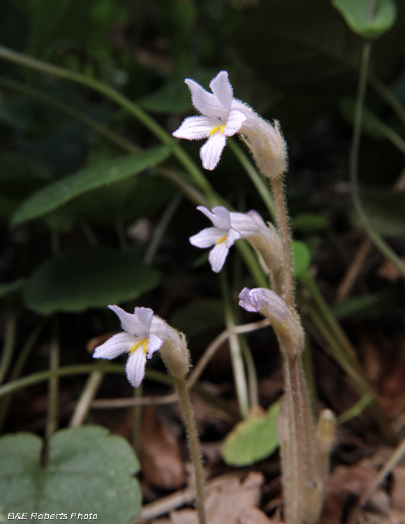 Orobanche