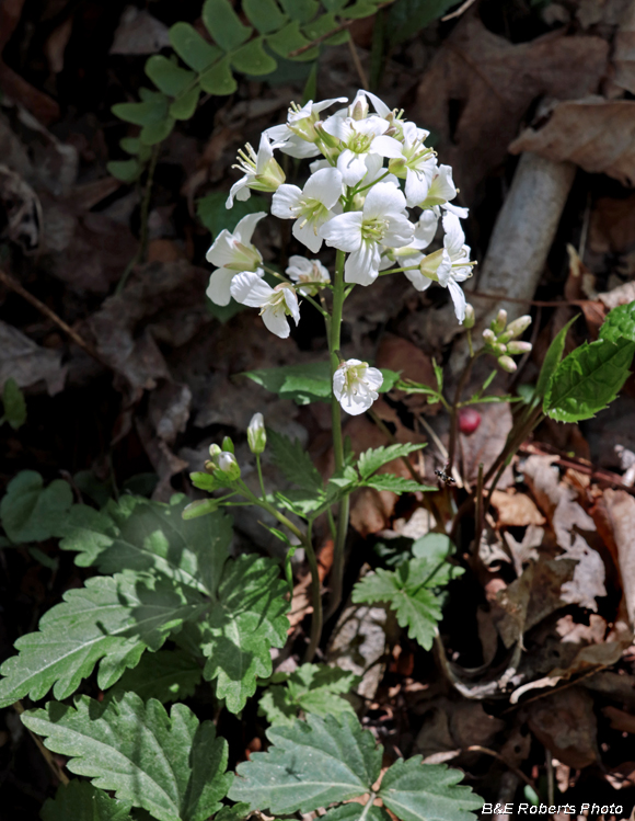 Cardamine_diphylla